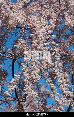 tamarisk, cedro di sale, Tamarisken, Tamaris à quatre étamines, Tamarix tetrandra, tamariska, Budapest, Ungheria, Magyarország, Europa Foto Stock