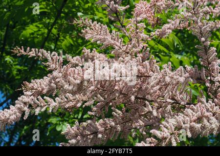 tamarisk, cedro di sale, Tamarisken, Tamaris à quatre étamines, Tamarix tetrandra, tamariska, Budapest, Ungheria, Magyarország, Europa Foto Stock