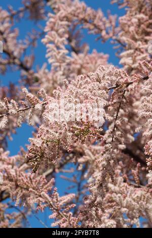 tamarisk, cedro di sale, Tamarisken, Tamaris à quatre étamines, Tamarix tetrandra, tamariska, Budapest, Ungheria, Magyarország, Europa Foto Stock