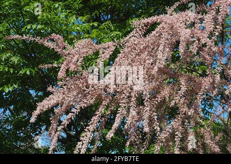 tamarisk, cedro di sale, Tamarisken, Tamaris à quatre étamines, Tamarix tetrandra, tamariska, Budapest, Ungheria, Magyarország, Europa Foto Stock