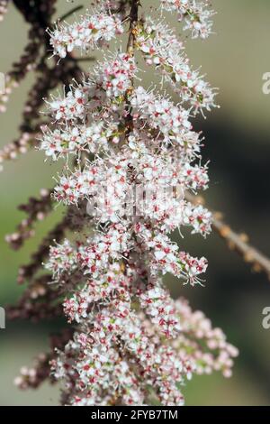 tamarisk, cedro di sale, Tamarisken, Tamaris à quatre étamines, Tamarix tetrandra, tamariska, Budapest, Ungheria, Magyarország, Europa Foto Stock