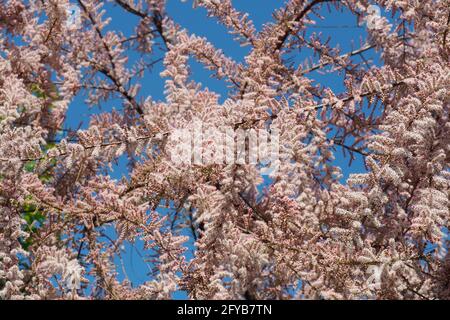 tamarisk, cedro di sale, Tamarisken, Tamaris à quatre étamines, Tamarix tetrandra, tamariska, Budapest, Ungheria, Magyarország, Europa Foto Stock