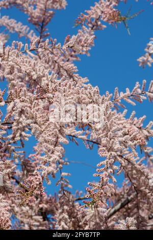 tamarisk, cedro di sale, Tamarisken, Tamaris à quatre étamines, Tamarix tetrandra, tamariska, Budapest, Ungheria, Magyarország, Europa Foto Stock