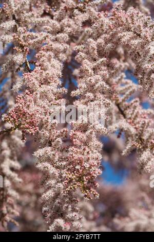 tamarisk, cedro di sale, Tamarisken, Tamaris à quatre étamines, Tamarix tetrandra, tamariska, Budapest, Ungheria, Magyarország, Europa Foto Stock