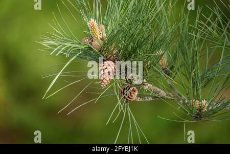 Coni di pino in fiore su rami isolati su uno sfondo verde liscio bokeh. Foto Stock