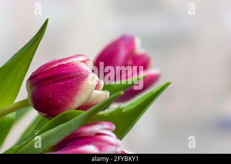 Tre tulipani rossi e bianchi con gocce d'acqua su una finestra di nebbia. Bouquet primaverile. Messa a fuoco selettiva. Foto Stock