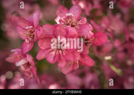 primo piano di fiori di mela rosa Foto Stock