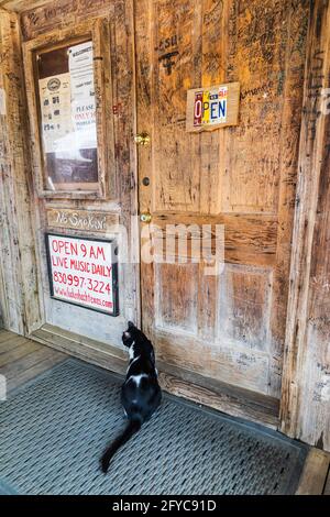 Luckenbach, Texas, Stati Uniti. 13 aprile 2021. Gatto alla porta di un salone a Luckenbach, Texas. Foto Stock