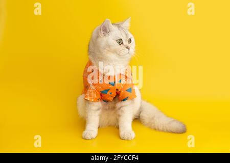 Il gatto bianco è indossare una camicia arancione, siede lo sfondo giallo in studio Foto Stock