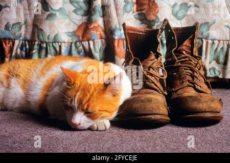 IL CAT BIANCO E ARANCIONE DEGLI ANNI '90 SI È ARRICCIATO SULLA TESTA DI PAW DORMIRE ACCANTO A UN PAIO DI SCARPE DA LAVORO SPORCHE E USURATE - KC12492 GER002 HARS MAMMAL RELAX SICURO INDOSSATO VECCHIO STILE Foto Stock