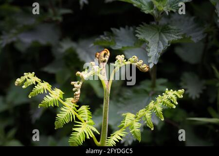 Bracken, primo piano di giovani foglie in primavera Foto Stock