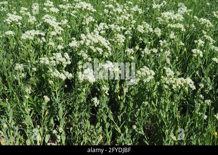 Tress di whitetop o di hoary, tress di Thanet, Pfeilkresse, Herzkresse, Türkische KresseLepidium draba, útszéli zsázsa, Budapest, Ungheria, Magyarország, Europa Foto Stock