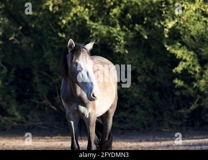 Ritratto di mustang selvatico illuminato dal sole dalla mandria di cavalli selvaggi di Salt River nella Foresta Nazionale di Tonto in Arizona, Stati Uniti Foto Stock