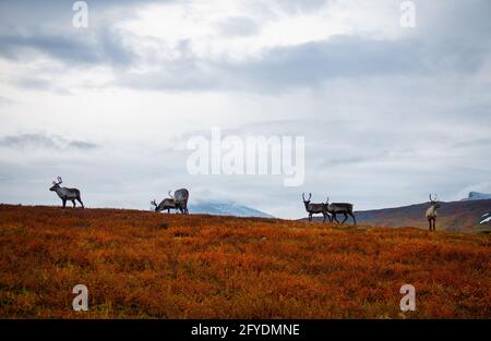 Le renne si incontrarono tra le baite di Alesjaure e Tjaktja mentre camminavano sul sentiero Kungsleden, la mattina presto, settembre, Lapponia svedese. Foto Stock