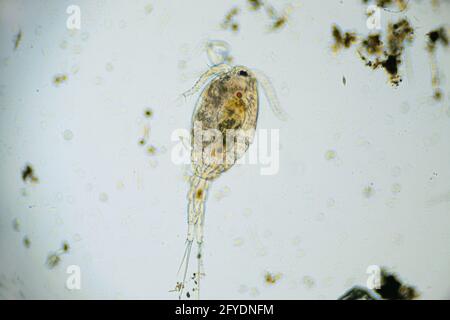 Ciclopps è un piccolo crostacei che si trova nello stagno di acqua dolce. Zooplancton, micro crostacei al microscopio. Ingrandimento di 100 volte, mi Foto Stock