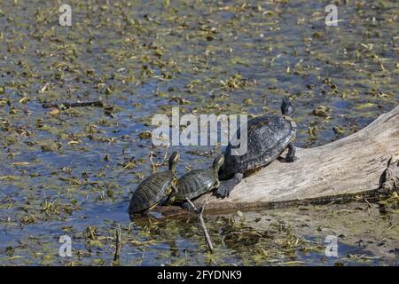 Tre tartarughe dalla testa rossa (Trachemys scripta elegans) che si crogiolano su un tronco di legno galleggiante in una palude d'acqua dolce ricoperta di alghe, Texas, USA Foto Stock