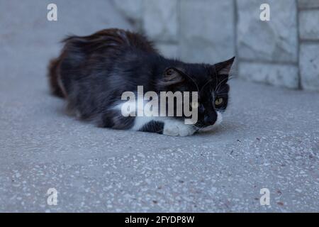 Gattino bianco e nero seduto su una scala in marmo, pronto a saltare. Foto Stock