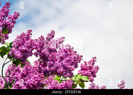 Viola Lilac e blu cielo primavera banner con spazio copia. Bel lilla in fiore Terry in una giornata estiva Foto Stock