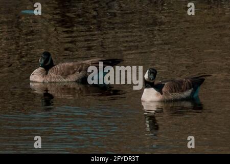 Anatre nuotare in un stagno Foto Stock