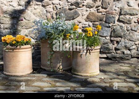 Fiori che crescono in pentole a camino presso il Dunbar's Close Garden, Edinburgh Old Town. Foto Stock