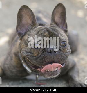 20-month-Old brindle francese Bulldog femmina cucciolo sdraiato su ghiaia e panatura. Parco per cani fuori dal guinzaglio nel nord della California. Foto Stock