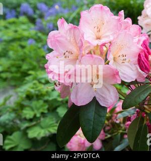 Un rododendro rosa fiorito in un primo fiore in tarda primavera, Nord Yorkshire, Inghilterra, Regno Unito Foto Stock