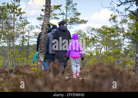 Gruppo di giovani che camminano lungo duckboards sulla palude. Esplorazione della natura. Amici escursioni nella palude o sentiero palude, lungomare. Estonia Foto Stock