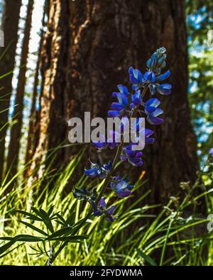 Fiori di lupino violetto selvatico che crescono in un prato di foresta Foto Stock