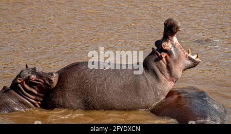 un grande ippopotamo con un'ampia bocca aperta nel acqua Foto Stock