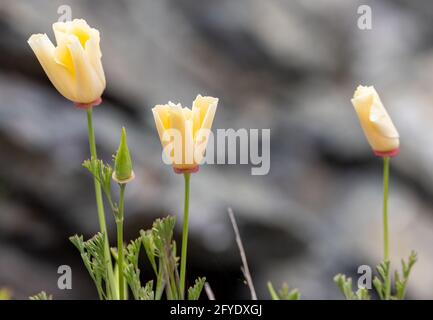 White California Poppies, fiore selvatico a Victoria, BC, Canada Foto Stock