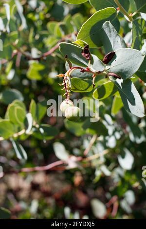 Il verde immaturo è frutto di brulicante di Bigberry Manzanita, Arctostaphylos glauca, Ericaceae, originario delle montagne di Santa Monica, Springtime. Foto Stock