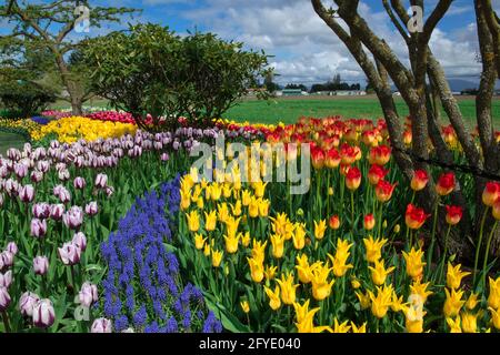 Splendidi giardini di tulipani a Skagit Valley durante l'annuale festival dei tulipani, Mount Vernon, Washington Foto Stock