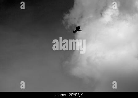 Osprey sorvolando in cielo nuvoloso sul lago McKinsey nella Panhandle del Texas vicino Amarillo. Foto Stock