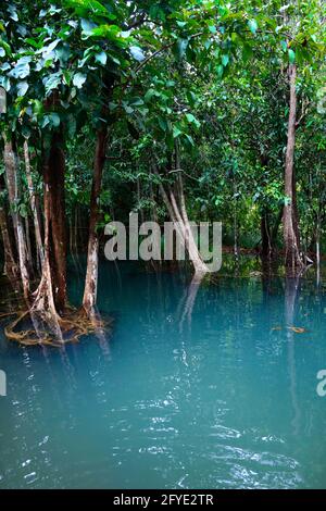 laghetto blu naturale nel mezzo della foresta di mangrovie Foto Stock