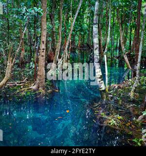 laghetto blu naturale nel mezzo della foresta di mangrovie Foto Stock