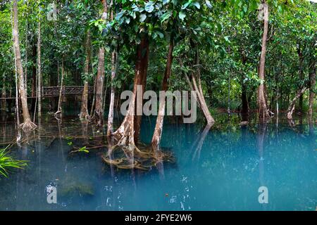 laghetto blu naturale nel mezzo della foresta di mangrovie Foto Stock