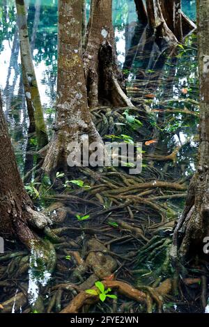 laghetto blu naturale nel mezzo della foresta di mangrovie Foto Stock