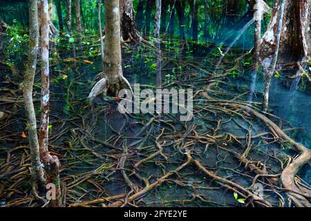 laghetto blu naturale nel mezzo della foresta di mangrovie Foto Stock