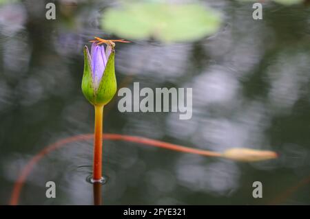 Libellula arancione su un giglio d'acqua viola Foto Stock