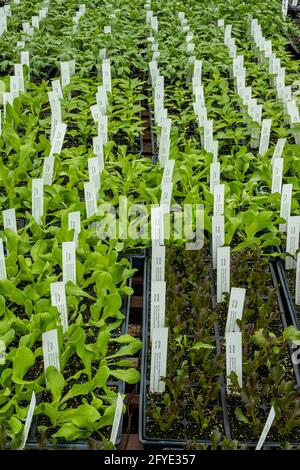 Piante in vassoi in una serra in Massachusetts pronto a. sia venduto per piantare Foto Stock