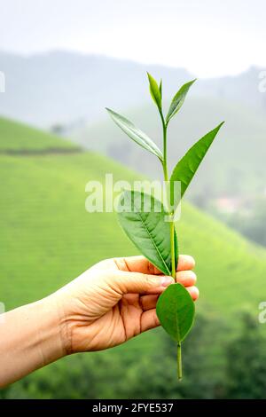 Primo piano di mani di tenere la buona foglia di tè appena raccolta. Tè verde foglie di raccolta. Foto Stock