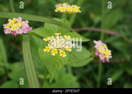 Lantana camara (tahi ayam, sailara, tembelekan, lantana comune, salvia grande, Salvia selvatica, salvia rossa, salvia bianca, bacche di zecca, lantana indiana occidentale, ombelantere Foto Stock