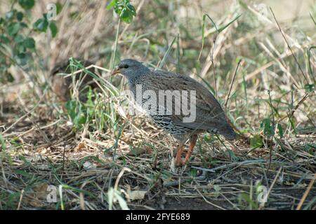 Natal Francolin, Pternistis natalensis, Parco Nazionale Kruger, Mpumalanga, Sudafrica Foto Stock