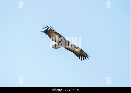 Avvoltoio con cappuccio, Necrosyrtes monachus, in volo, Parco Nazionale Kruger, Mpumalanga, Sudafrica Foto Stock