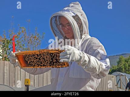 Apicoltore al lavoro che effettua un controllo pre-invernale degli alveari Foto Stock