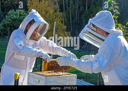 Apicoltore al lavoro che effettua un controllo pre-invernale degli alveari Foto Stock