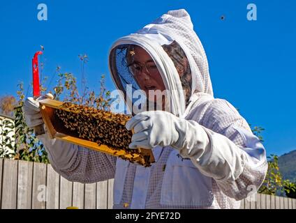 Apicoltore al lavoro che effettua un controllo pre-invernale degli alveari Foto Stock