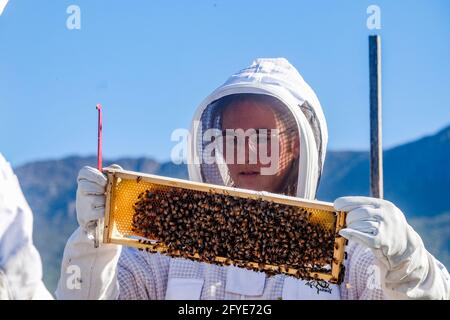 Apicoltore al lavoro che effettua un controllo pre-invernale degli alveari Foto Stock