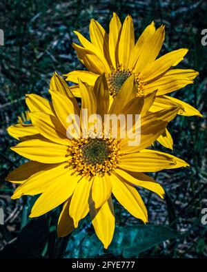 Fiore di balsamroot a foglia di arrowleaf giallo che fiorisce nel sole di primavera che si rompe attraverso la foresta Foto Stock