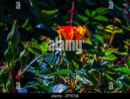 Una rosa gialla con punte rosse che fioriscono nel giardino circondato da foglie di verde scuro Foto Stock